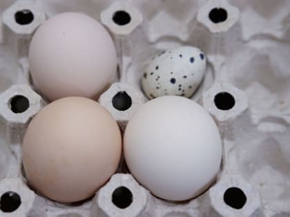 Опасности сырых яиц: мнение Роспотребнадзора