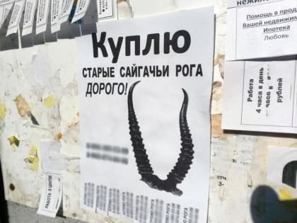 За найденные в степи рога астраханец получил срок и крупный штраф