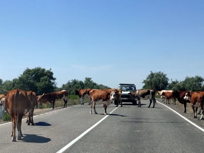 Администрация Володарского района опровергла слухи о вспышке опасной болезни