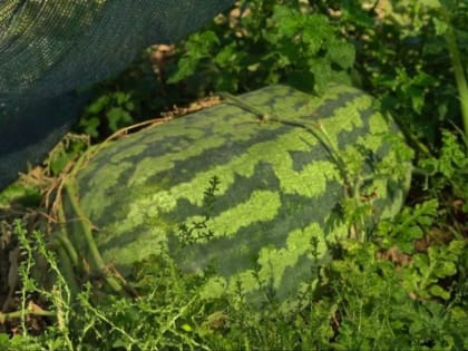 Гигантский арбуз-рекордсмен из Астрахани занял первое место в конкурсе
