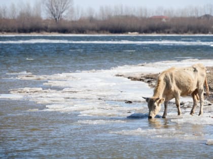 В Астраханской области бушует опасное заболевание