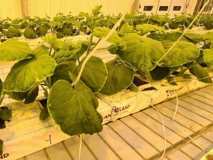 Под Астраханью готовятся к сбору нового сорта популярного плода, в России он недавно