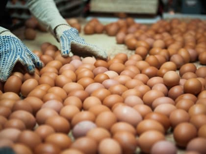 Одна из крупнейших птицефабрик Астраханской области возобновляет работу