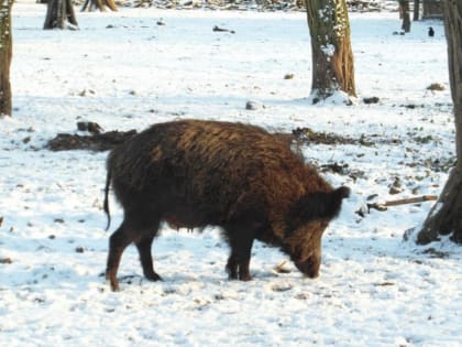 На зайцев шли без снега, пришёл черёд волков. Что происходит с охотой в Астраханской области 