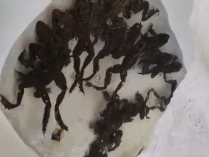 В Астраханской области проснулись самцы лягушек, они помогут в разведении осетров