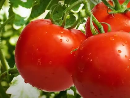 Стали известны новые подробности о строящемся под Астраханью агрохолдинге