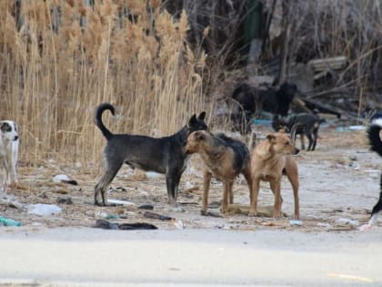 В Астрахани очередного человека съела собака