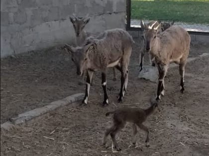 Под Астраханью родился голубой нахур