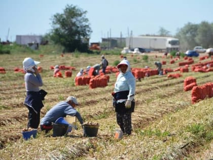 В Астраханской области вырастили еще больше важных культур: чего и сколько