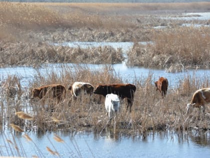 В Астраханской области выявлено несколько очагов опасного заболевания