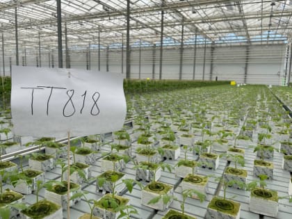 В Астраханской области начался массовый сбор фиолетовых помидоров