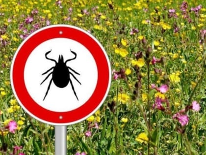 В Астраханской области растёт число пострадавших от укусов клещей