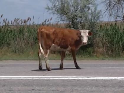 Глава астраханской службы ветеринарии опроверг факт заражения скота в Володарском районе