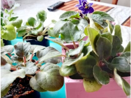 Пересадка цветка: секреты ухода за растениями в домашних условиях