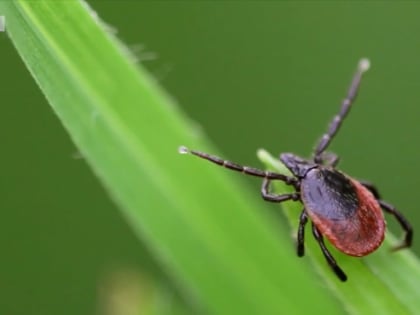 В медучреждения Астрахани по поводу укусов клещами обратились более 90 человек