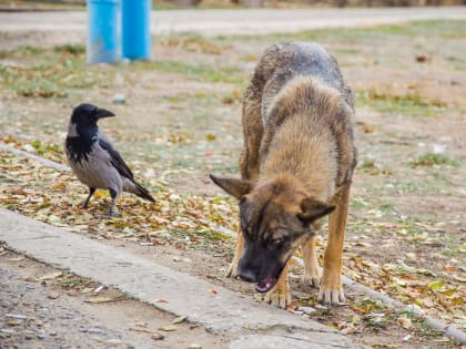 Водителю мусоровоза удалось спасти астраханку от разрывавшей ее стаи только дубинкой