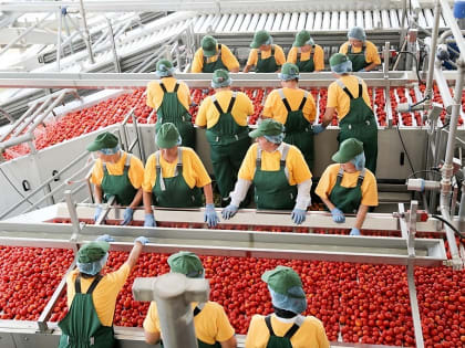 Крупнейшему в России астраханскому заводу не хватает семян томатов