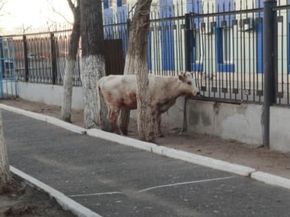 В Астрахани для коровы организовали полицейский эскорт с мигалками