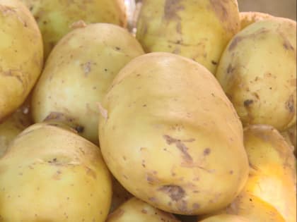 В Астраханской области обсудили перспективы развития производства картофеля.