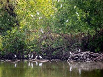 Игорь Бабушкин поздравил астраханцев с Днём эколога
