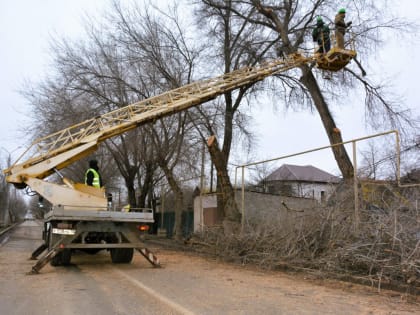 В Астрахани еще на одной улице опилят десятки деревьев