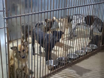 Экспертиза: собак в астраханском приюте зверски не убивали, они погибли от болезней