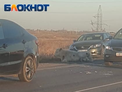 Машина с двумя маленькими детьми попала в ДТП из-за теленка, есть пострадавшие