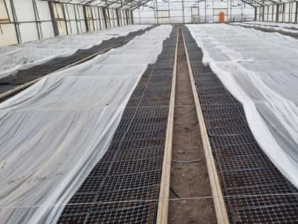 Фермер развивает овощеводство