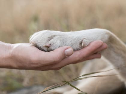 Стало известно, сколько бездомных собак поймают в Астраханской области в 2023 году