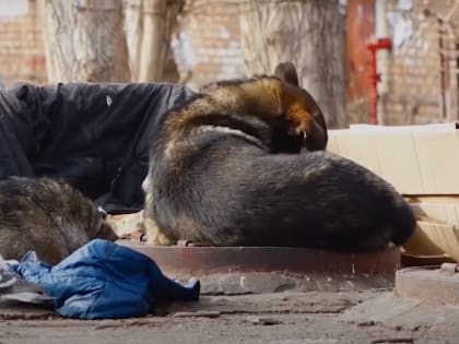 Астрахань и собаки: в шаге от катастрофы