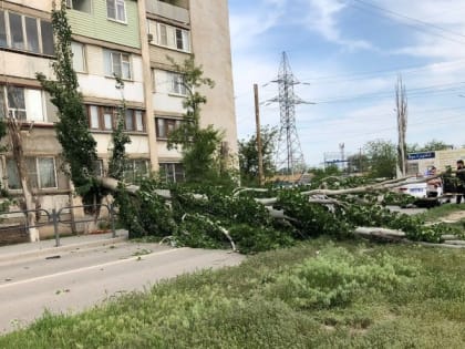 Упавшее дерево придавило «Рено Логан» на астраханской трассе