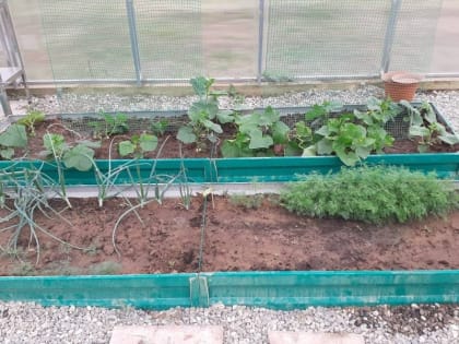 Харабалинские учащиеся с ОВЗ выращивают овощи для школьной столовой