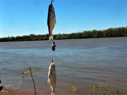 Астраханцев ждёт долгая разлука с гастрономическим символом региона