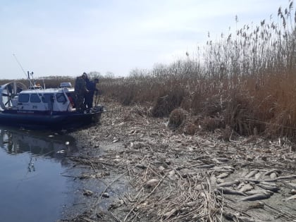 Озвучена основная версия массовой гибели сазанов в Астраханской области