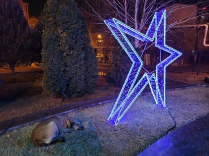 В новогодние выходные собаки устроили войну астраханцам и покусали больше сотни