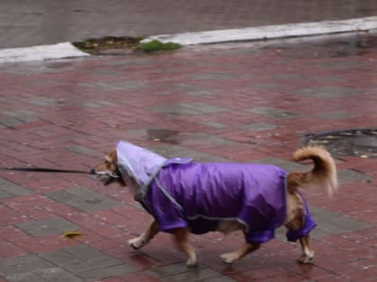 Когда в&nbsp;Астрахань придут дожди