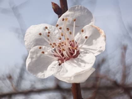 В Астраханскую область 3 апреля вернётся тепло