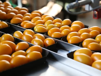 Астраханская область будет обеспечивать себя и другие регионы овощами круглый год