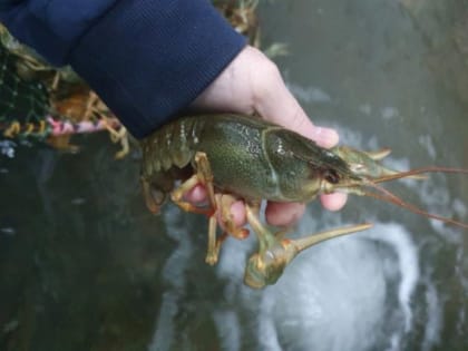 Четверым астраханцам грозит тюрьма за незаконную продажу более 6 тонн раков