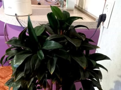 У этого популярного комнатного растения есть крутая замена, о которой мало кто знает