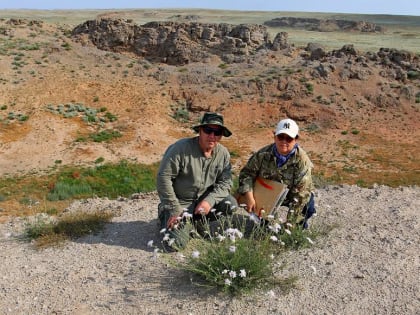 Астраханские ученые нашли в Казахстане новое для науки растение