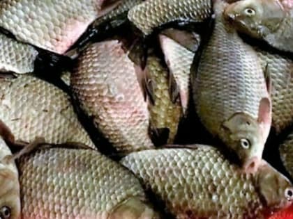 Астраханца задержали с мороженой рыбой, якобы найденной в степи