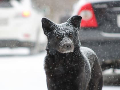 Снег идет в Астраханскую область 