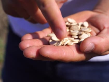 Астраханские власти прокомментировали ситуацию с нехваткой семян в регионе