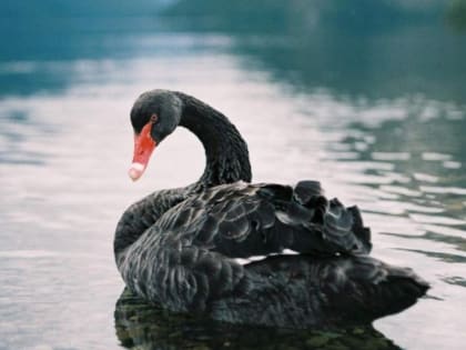 У погибших в Астраханской области лебедей диагностировали птичий грипп