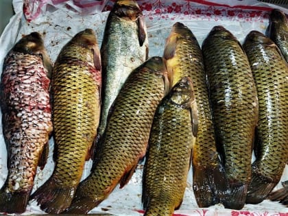 Как пик астраханской рыбалки отразился на цене рыбы