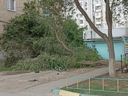 Жители одной из улиц Астрахани жалуются на упавшее дерево