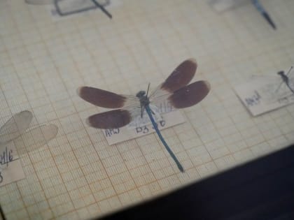Астраханцы смогут посмотреть в музее на стрекоз