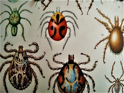 От клещей пострадали уже сотни астраханцев