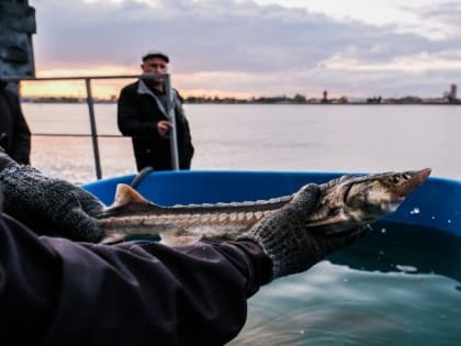 Конференцию ЮРПА в Астрахани начали с выпуска рыбной молоди